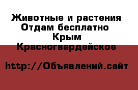 Животные и растения Отдам бесплатно. Крым,Красногвардейское